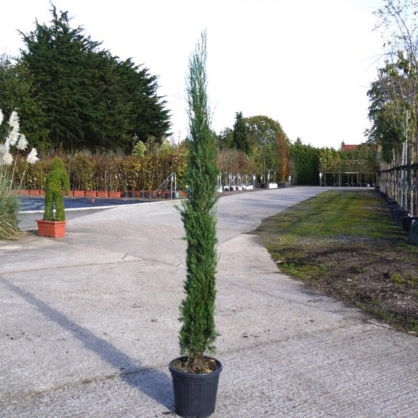 Italian Cypress  The Plant Firm