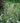 Iris ensata Variegata Japanese