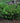 Duke Gardens Japanese Plum Yew
