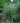 Eulalia Grass Little Zebra