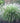 Fountain grass Cassian