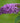 Pugster Periwinkle® Butterfly Bush