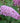 Pugster Pink® Butterfly Bush
