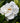 Gardenia Jasminoides Crown Jewel Cape Jasmine
