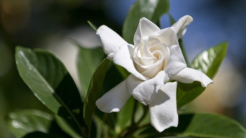 Gardenia Jasminoides Radicans Cape Jasmine – The Plant Firm