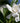 Gardenia Jasminoides Radicans Cape Jasmine