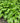 Hosta Lancifolia