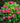 Hydrangea Macrophylla Mckay Cherry Explosion