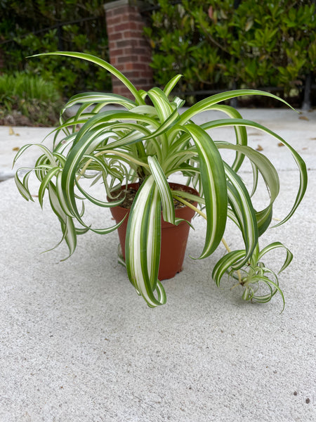 spider plant bonnie Curly Spider Plant 'Bonnie'
