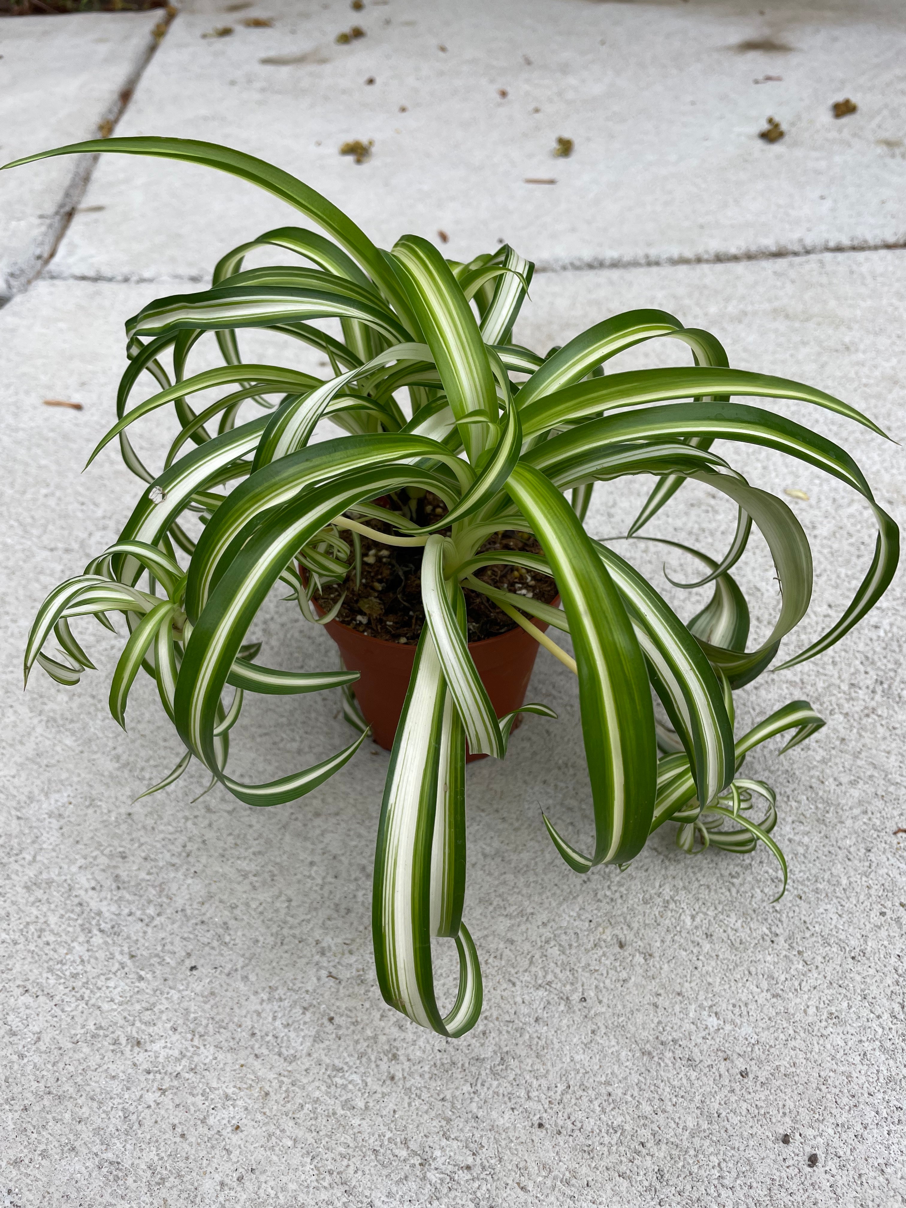 curly spider plant near me Curly Spider Plant 'Bonnie'