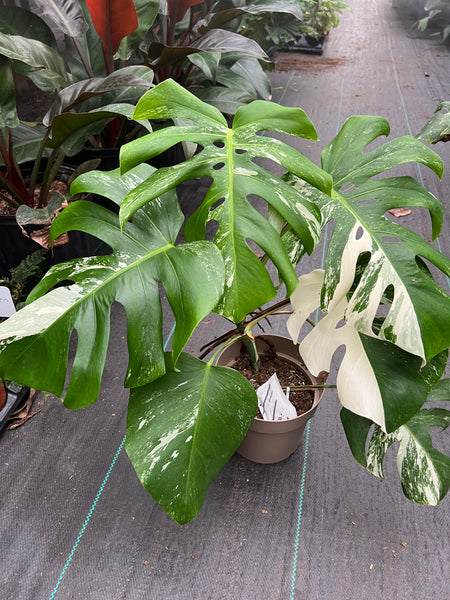 Monstera Albo for Sale – The Plant Firm