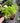 Monstera Albo