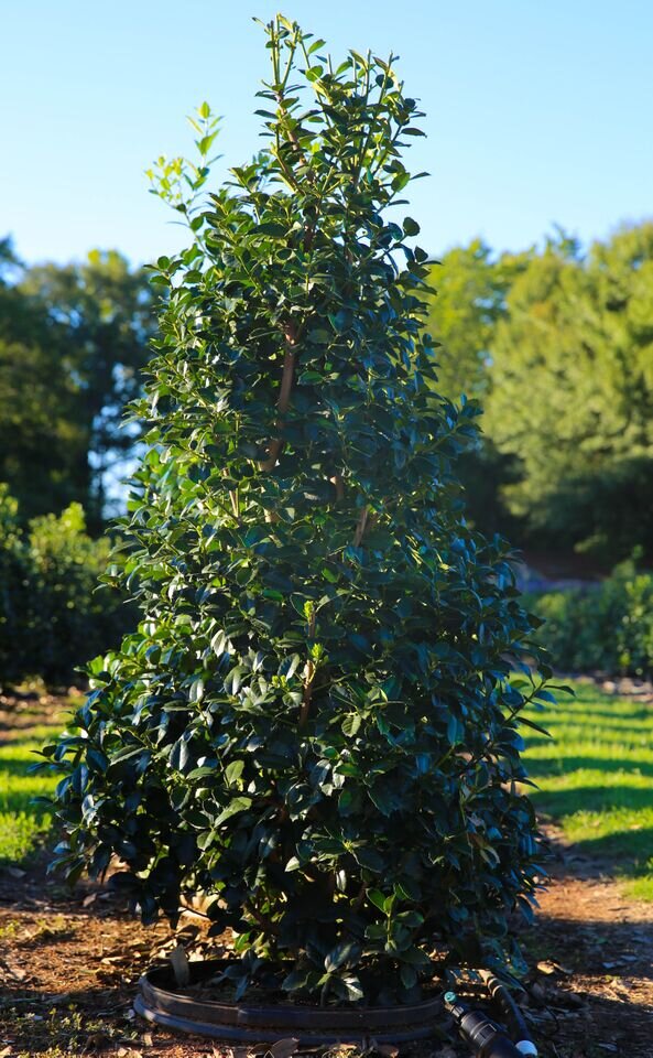 Ilex x latifolia Dapat Miss Patricia Holly