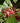 Illicium Woodland Ruby Hybrid Anise Tree