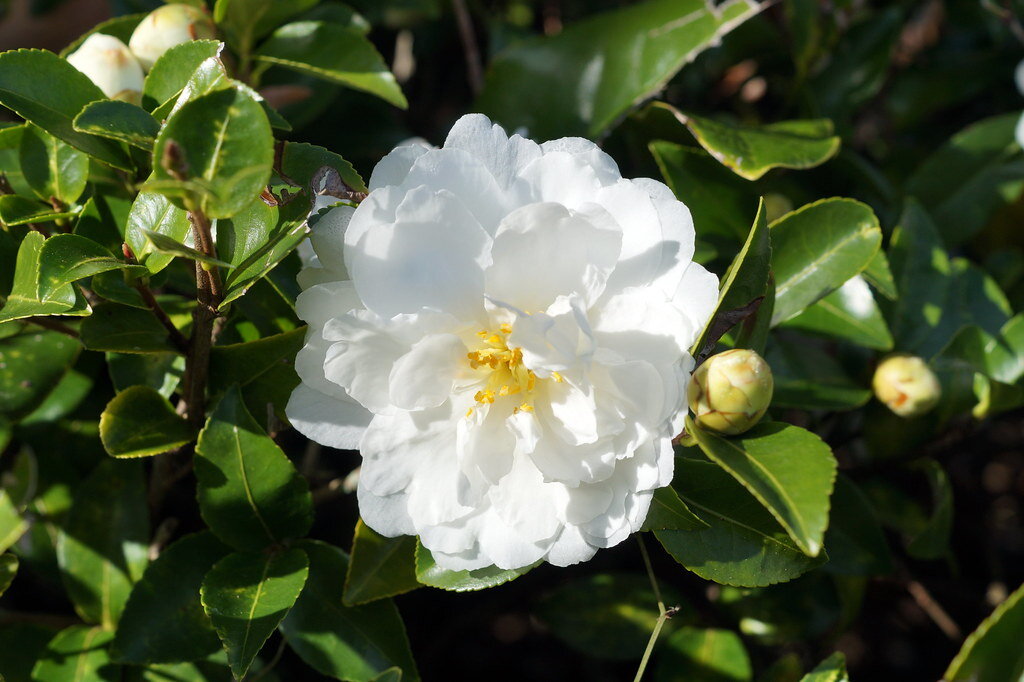 Mine-no-Yuki Camellia