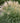 Adagio Grass