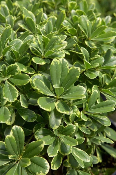 pittosporum indoor plant Mojo Dwarf Pittosporum, 3 Gal- Variegated Evergreen Color in Manageable Dwarf Size