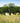 American Elm