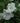 Azalea Gumpo White