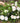 Azalea Hardy Gardenia