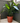 Cast Iron Plant