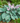 Blue Cadet Plantain Lily