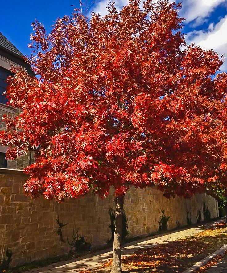 Shumard Red Oak