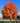 Acer saccharum Sugar Maple