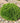 Arborvitae Hetz Midget