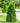 Arborvitae 'Emerald Green'