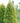 Arborvitae Yellow Ribbon