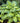 Guacamole Plantain Lily