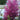 Chinese Fringe Flower Zhuzhou Fuchsia