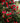April Tryst Japanese Camellia