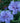 Blue Chiffon Rose of Sharon