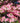 Rubra Flowering Dogwood - Pink