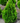 Arborvitae Holmstrup
