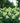 Limelight Hardy Hydrangea (Limelight Panicle Hydrangea)