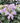 Blue Mouse Ears Plantain Lily