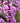 Summer's Tower Redbud