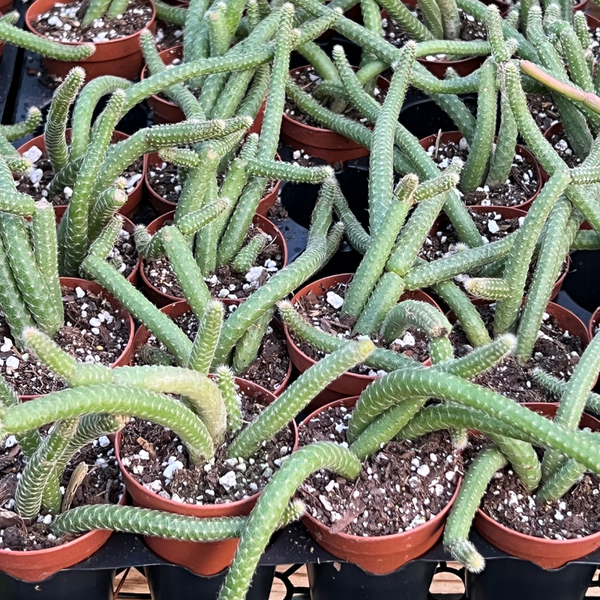 types of rat tail cactus Shop Rat Tail Cactus – The Plant Firm